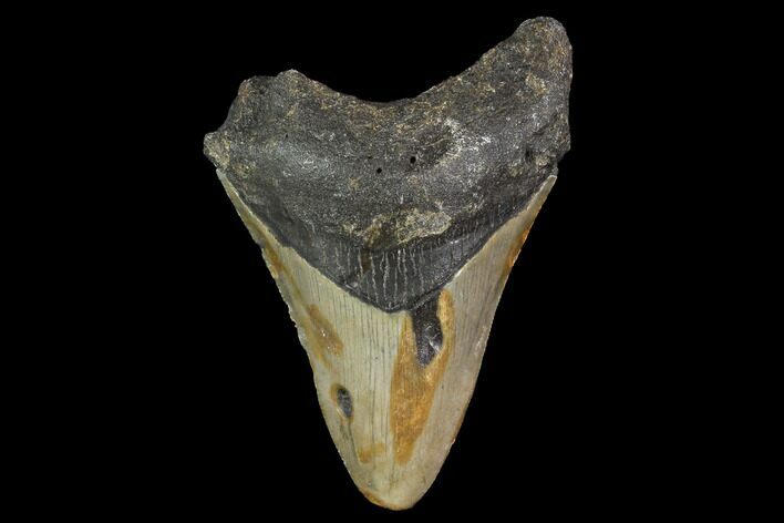 Bargain, Fossil Megalodon Tooth - North Carolina #91672